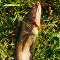 Fishing in Jackson Park, Spring 2010